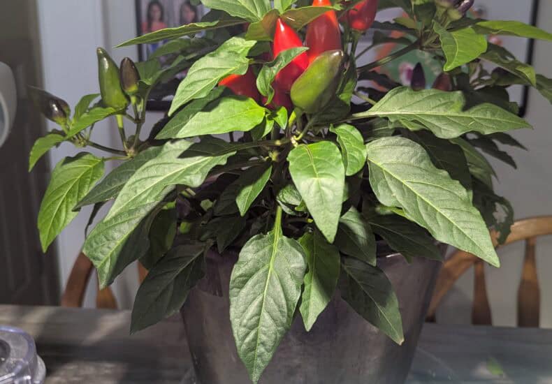 Red and purple chili peppers growing in a pot with green leaves, indoor plant for home decor.